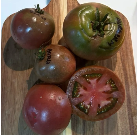 New for 2026 — Chicago Tomato Man